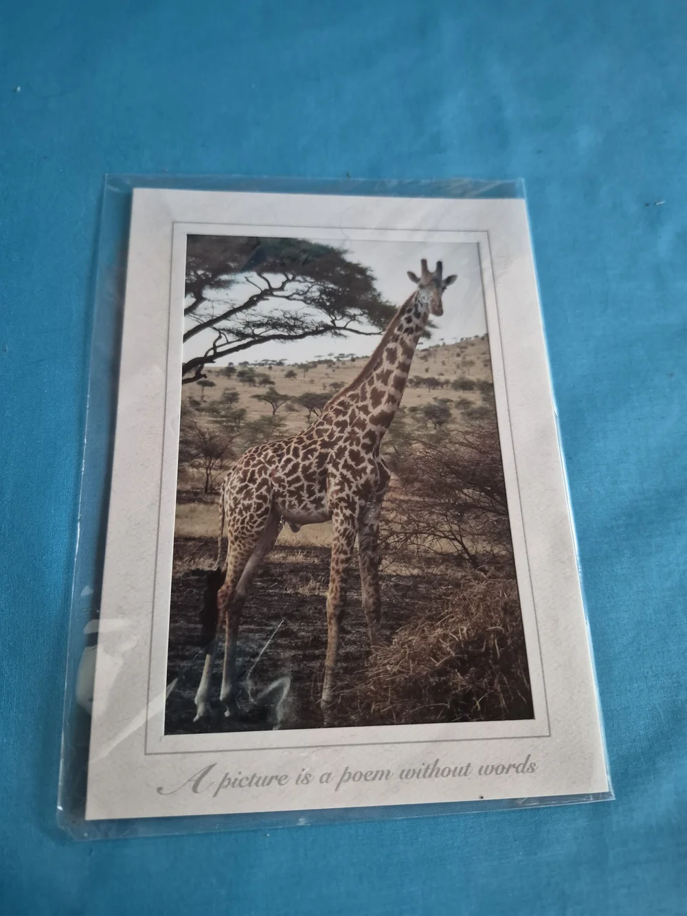 Cheetah Giraffe Waterbuck Family Original Photos Africa Lot of 3 Joanne Potter